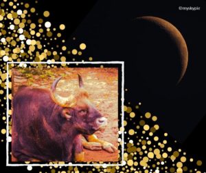 New Moon in Taurus